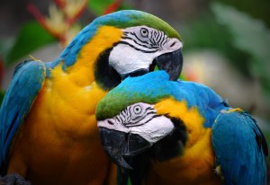 Colorful_Parrots_Couple